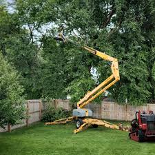 Trusted Northbrook, OH Tree Care Experts