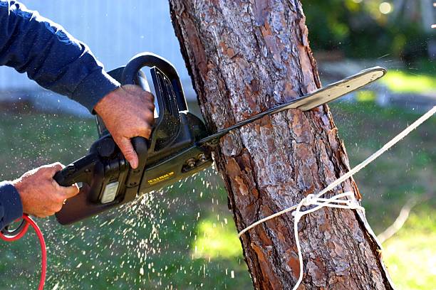 Best Tree Cabling and Bracing  in Northbrook, OH