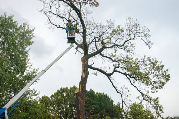 Best Tree Trimming and Pruning  in Northbrook, OH