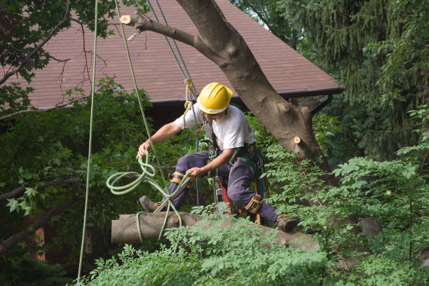 How Our Tree Care Process Works  in  Northbrook, OH